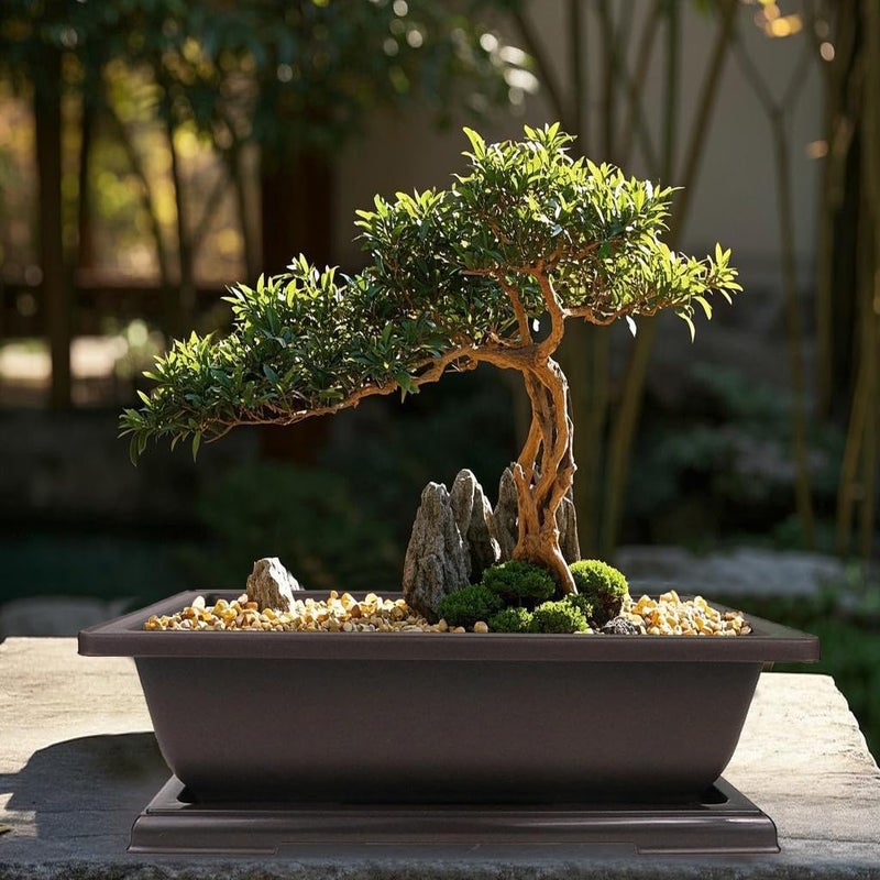 MUZHI 3PCS Large Rectangular Bonsai Tree Pots Planters with Tray 11" - Image 5